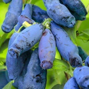 Arbust Fructifer - Afin Siberian - Sinoglaska - Tufa la Ghiveci 1