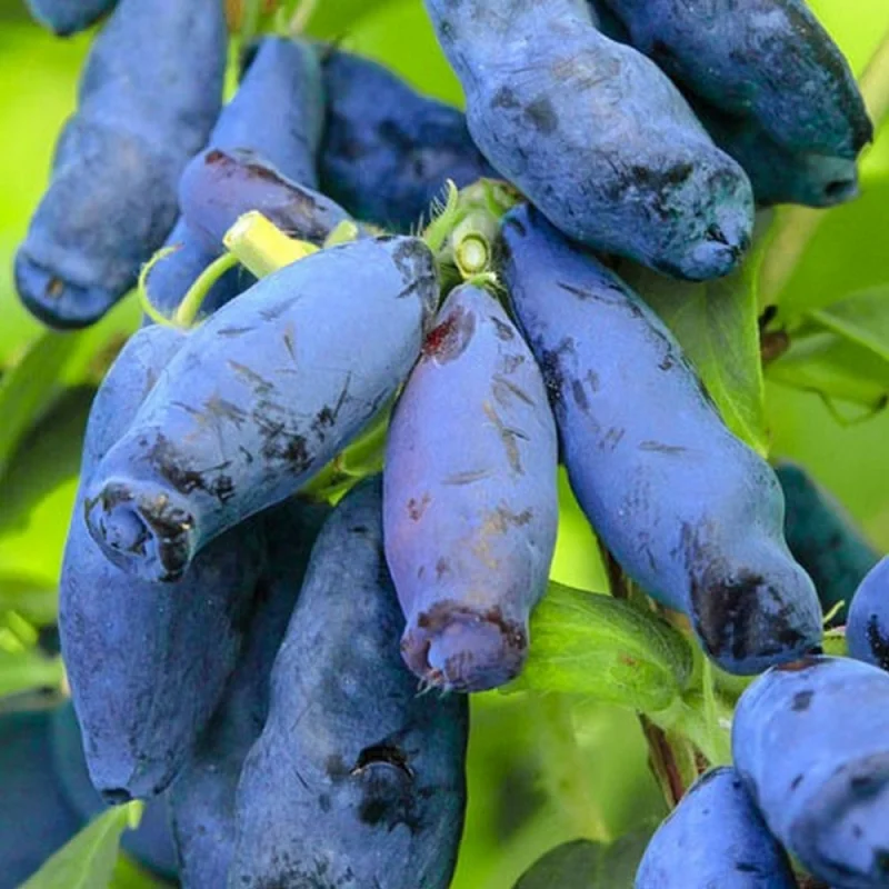 Afin-Siberian-Sinoglaska-Tufa Arbust Fructifer - Afin Siberian - Sinoglaska - Tufa la Ghiveci 1