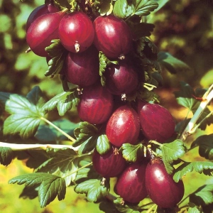 Arbust Fructifer - Agris Rosu Tufa - Ghiveci 3 L 1