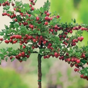 Arbust Fructifer - Agris Rosu tip Pom pe Picior la Ghiveci 2L 1