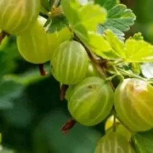 Arbust Fructifer - Agris Verde Tip Tufa - Ghiveci 3 L 1