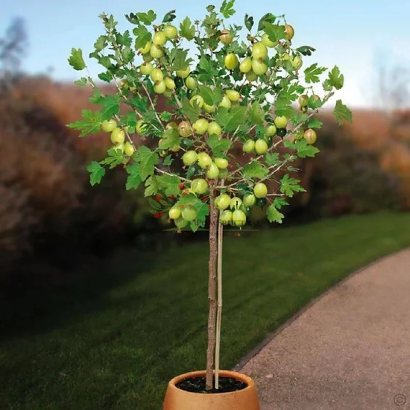 Arbust Fructifer - Agris Verde tip Pom pe Picior la Ghiveci 2L 1