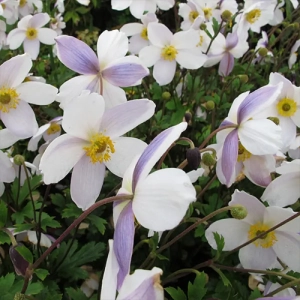 Bulbi de Anemone Eflin Swan 1