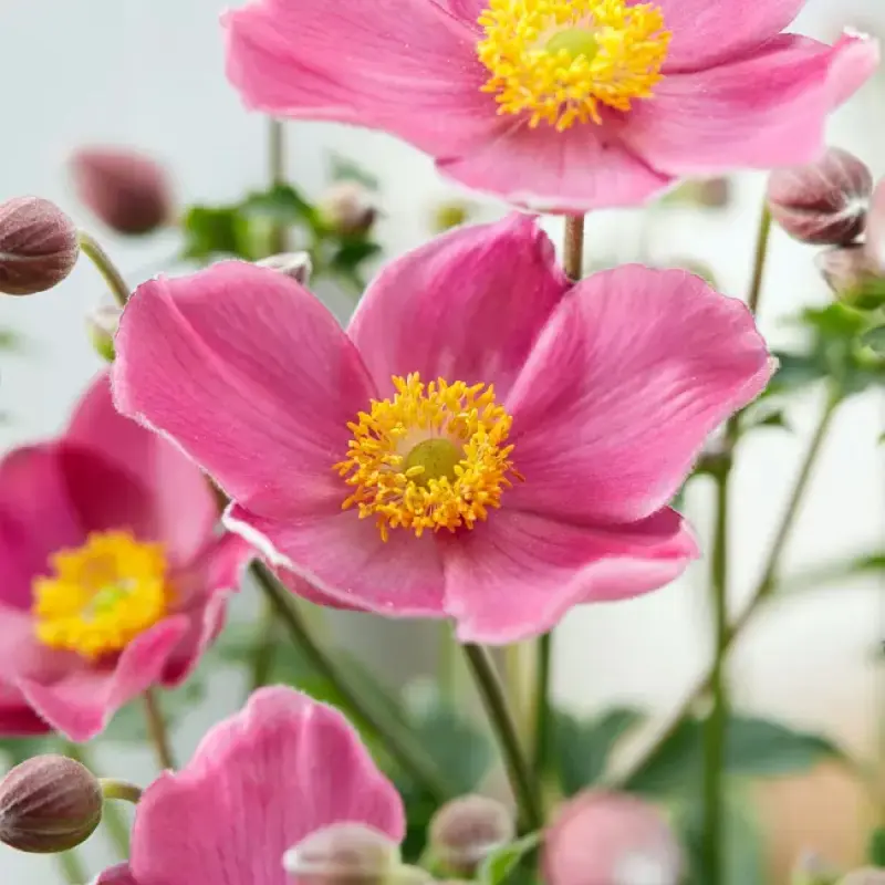 Bulbi de Anemone Fantasy Jasmine 1