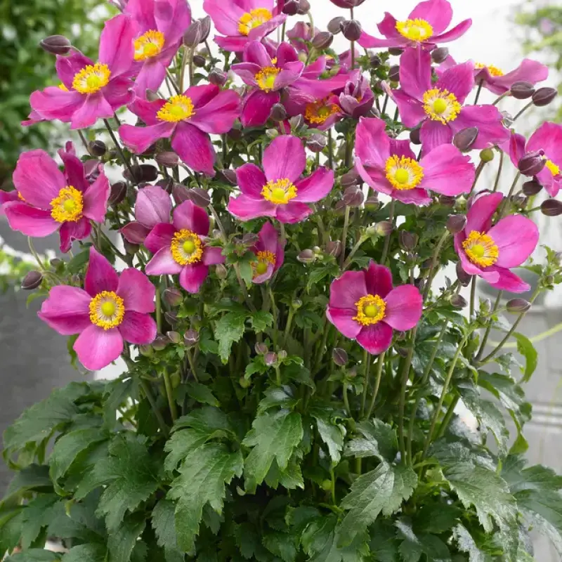 Bulbi de Anemone Fantasy Red Riding Hood 1