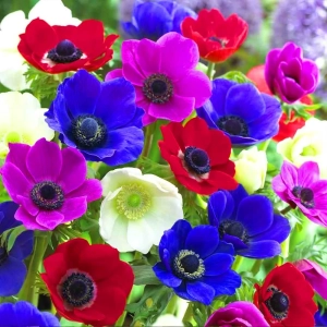 Bulbi de Anemone Mix 1