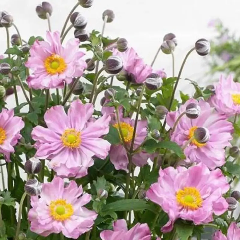 Anemone-Pocahontas Bulbi de Anemone Pocahontas 1