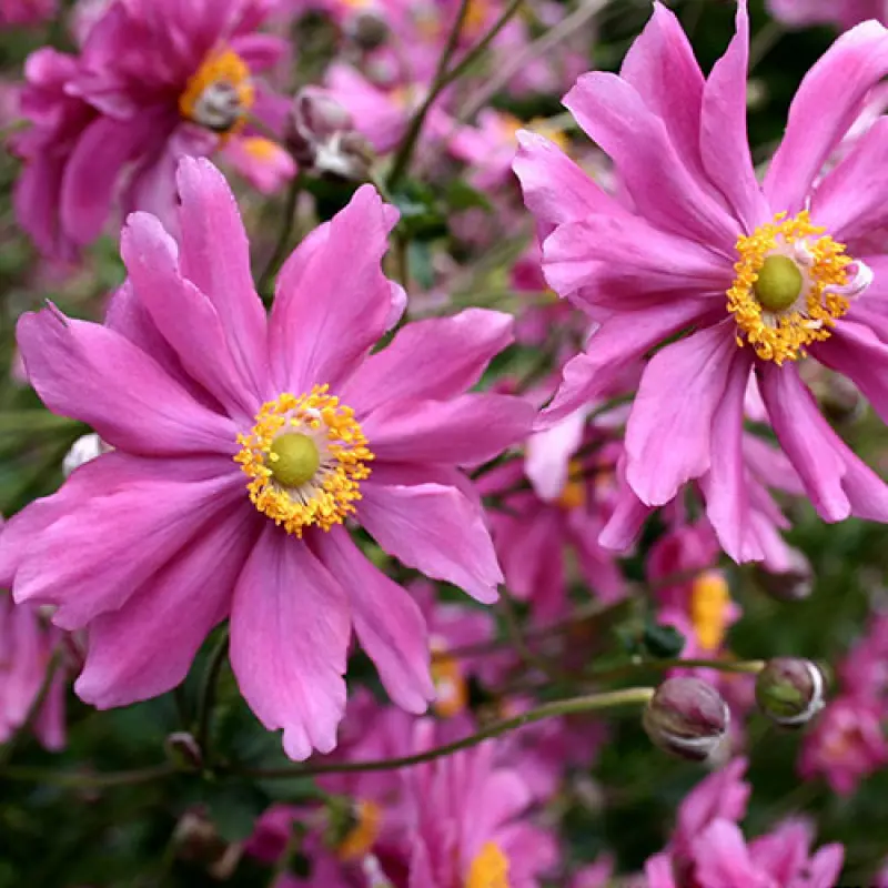 Anemone-Prinz-Heinrich Bulbi de Anemone Prinz Heinrich 1