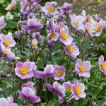 Bulbi de Anemone Regal Swan 1