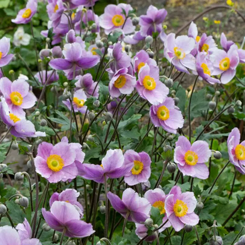 Anemone-Regal-Swan Bulbi de Anemone Regal Swan 1