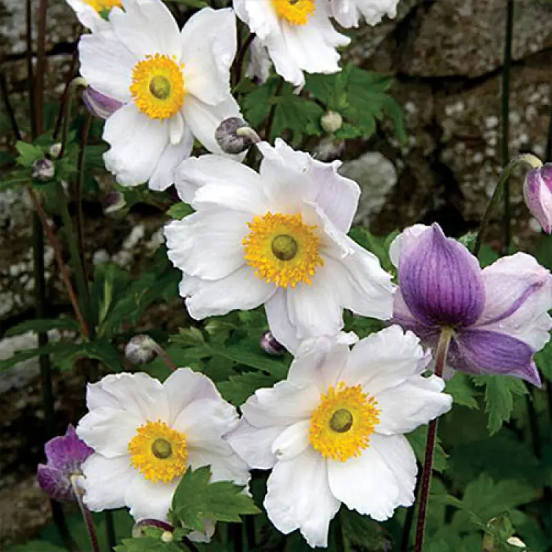 Anemone-Ruffled-Swan Bulbi de Anemone Ruffled Swan 1