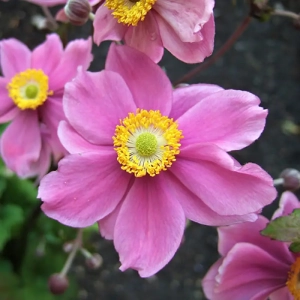 Bulbi de Anemone Serenade 1