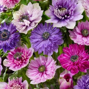 Bulbi de Anemone Double Gigant - Mix 20 Buc / Pachet 1