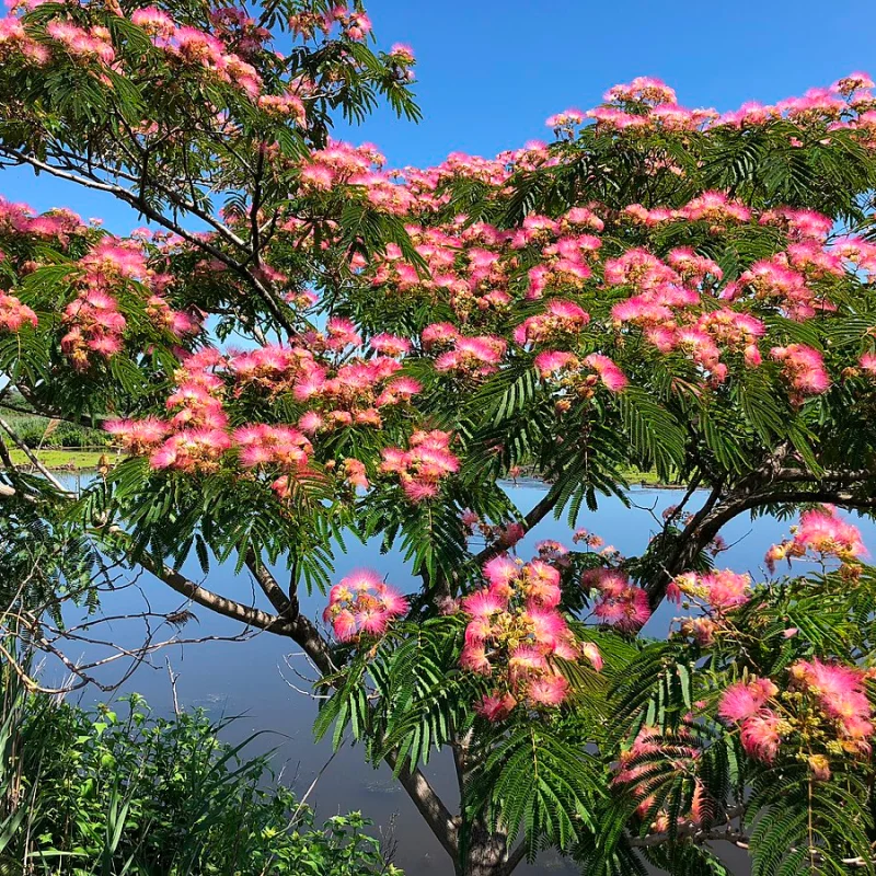 Arbore de Matase Julibrissian - Ghiveci 5L - Inaltime 80 -100 cm 1