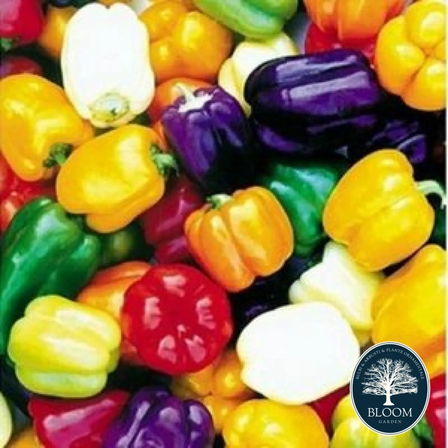 Ardei-Gras-Mixt Seminte Ardei Gras Mix 1