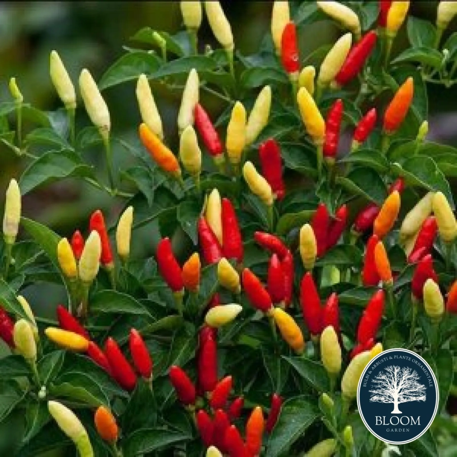 Ardei-Iute-Ornamental Seminte Ardei Iute Ornamental 1