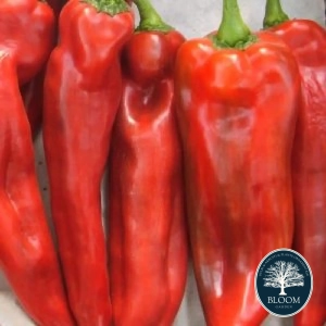 Seminte Ardei Lung Capia Dulce 1