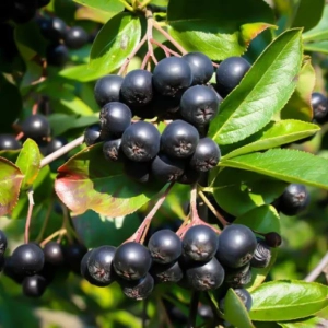 Arbust Fructifer - Aronia Nero Tufa - Ghiveci 3 L 1
