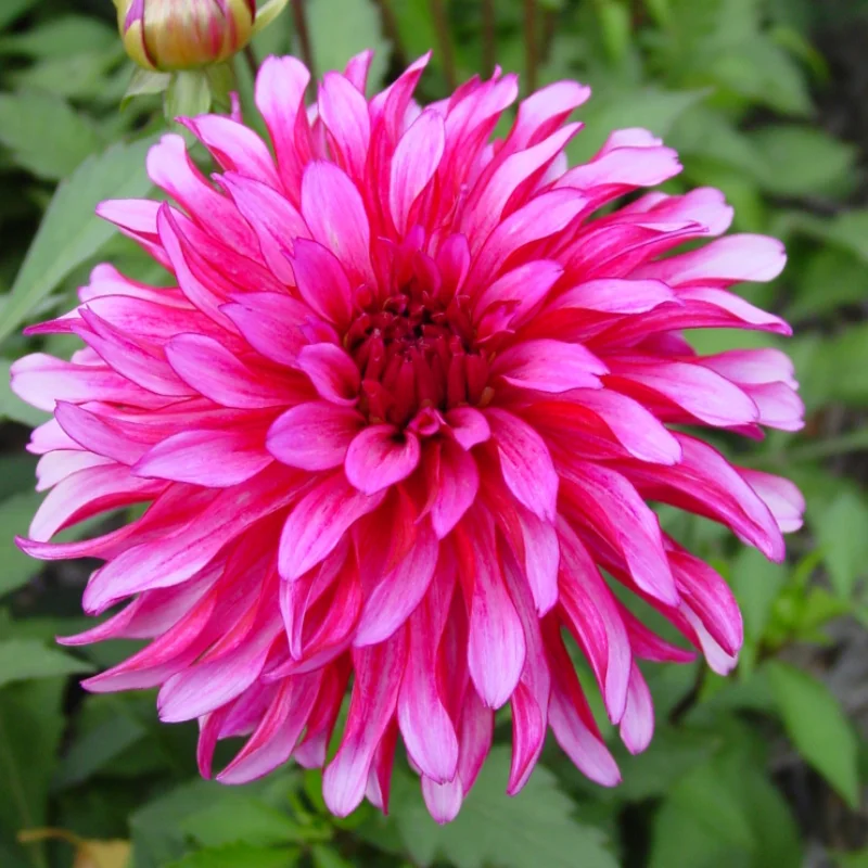 Artnoveau-site Rizomi de Dalie Art Nouveau 1