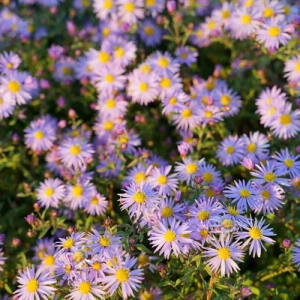 Aster Eleven Purple 1