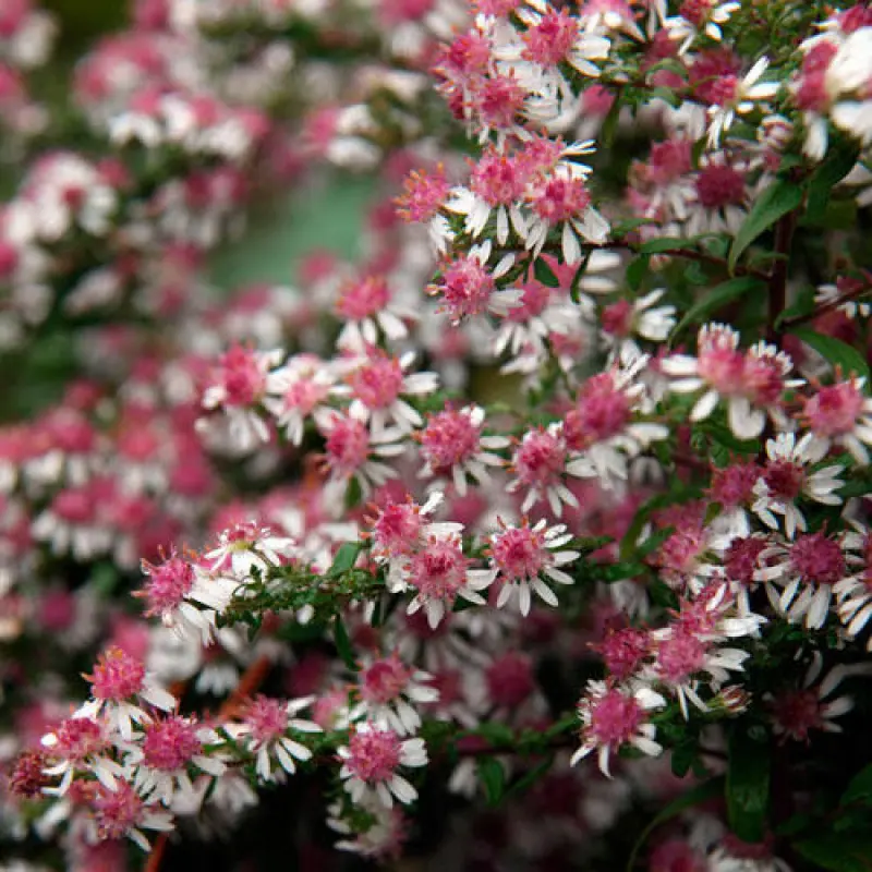 Aster-Horizontalis Aster Horizontalis 1