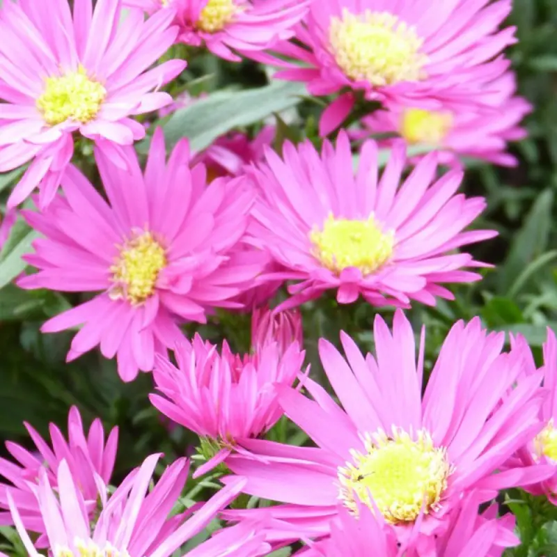 Aster Island Bahamas 1