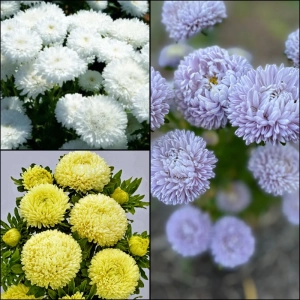 Aster Mix 2 1