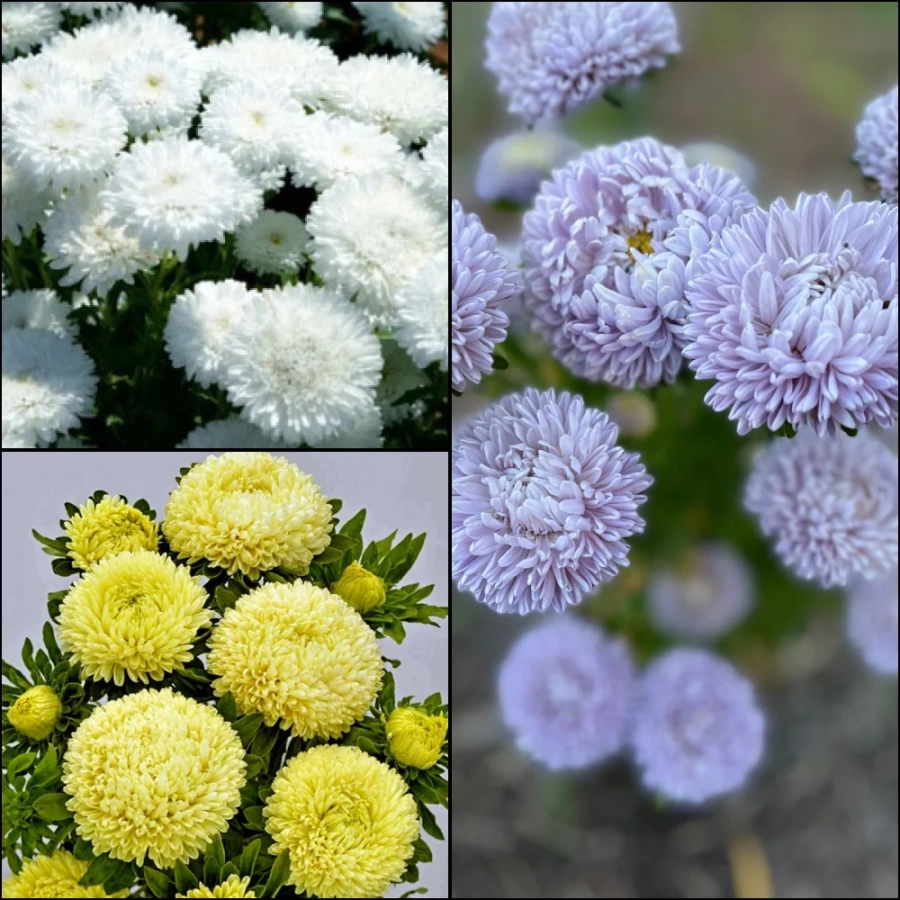 Aster-Mix-3 Aster Mix 2 1