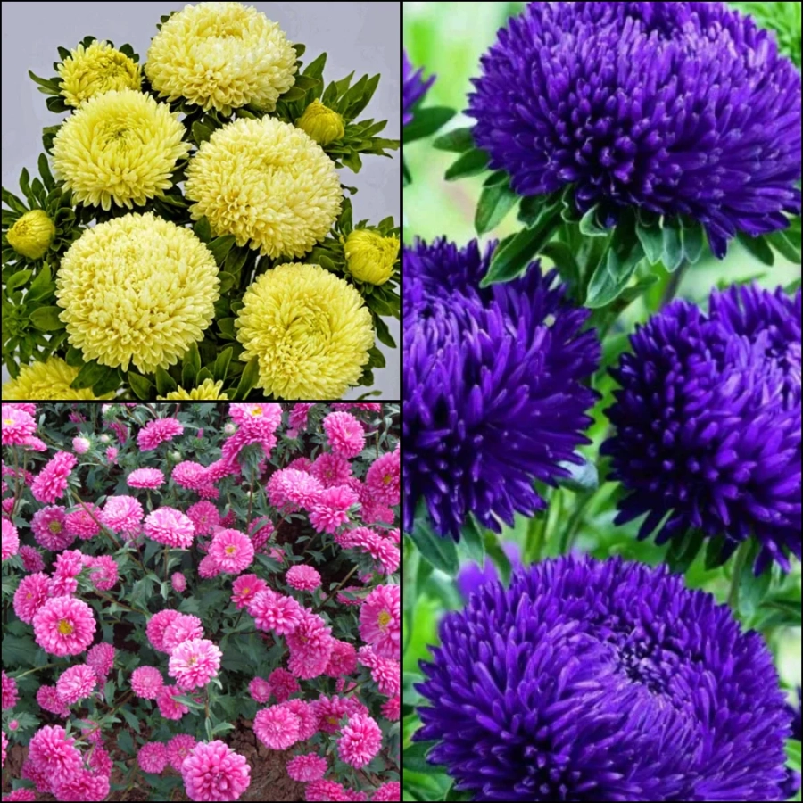 Aster-Mix-3-buc Aster Mix 1 1