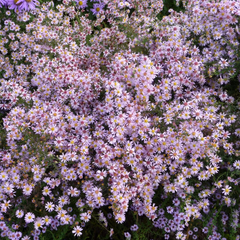 Aster-Pink-Cloud Aster Pink Cloud 1