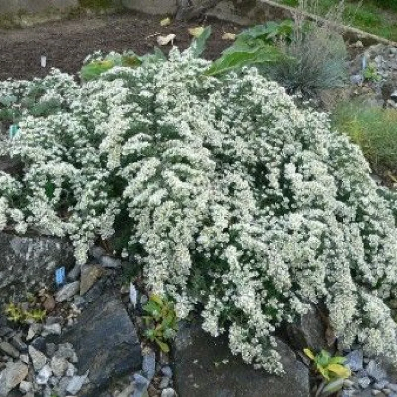 Aster-Snow-Flurry Aster Snow Flurry 1