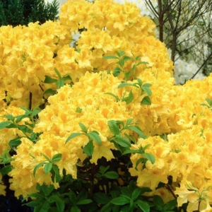 Azalea Goldtopas la Ghiveci 3 L - Înaltime 40 - 50 cm 1