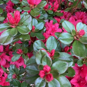 Azalea Japonica - Hino Crimson - Ghiveci 3 L - Înaltime 40 - 50 cm 2