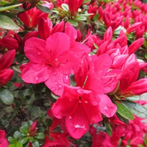 Azalea Japonica - Hino Crimson - Ghiveci 3 L - Înaltime 40 - 50 cm 1