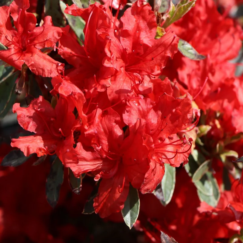 Azalea Japonica - Hot Shot Variegata - Ghiveci 3 L - Înaltime 40 - 50 cm 1