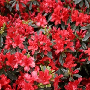 Azalea Japonica - Hot Shot Variegata - Ghiveci 3 L - Înaltime 40 - 50 cm 2