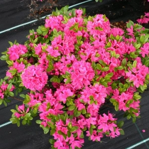 Azalea Japonica Kermesina Rosa la Ghiveci 3 L - Înaltime 40 - 50 cm 1