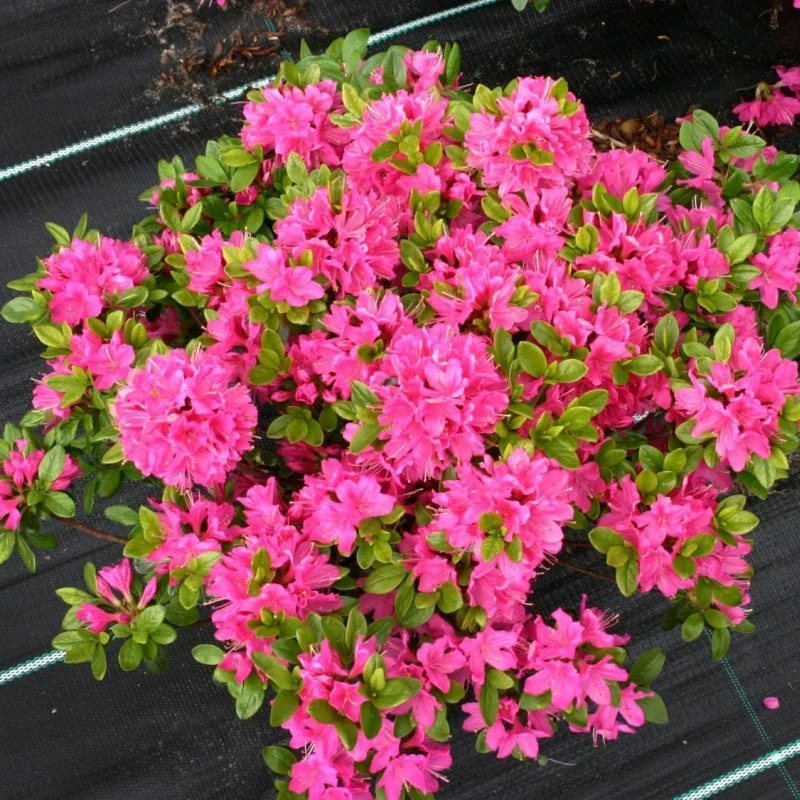 Azalea-Japonica-Kermesina-Rosa Azalea Japonica Kermesina Rosa la Ghiveci 3 L - Înaltime 40 - 50 cm 1