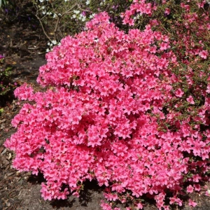 Azalea Japonica - Madame Van Hecke - Ghiveci 3 L - Înaltime 40 - 50 cm 2