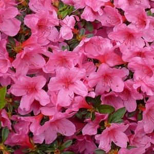 Azalea Japonica - Madame Van Hecke - Ghiveci 3 L - Înaltime 40 - 50 cm 1