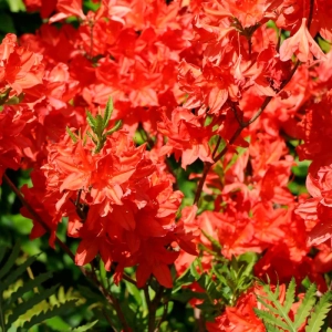 Azalea Mollis Feurwerk - Ghiveci 3 L - Înălțime 40 - 50 cm 1