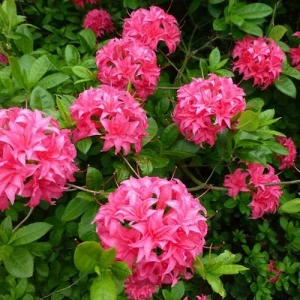 Azalea Mollis Homebush la Ghiveci 3 L - Înălțime 40 - 50 cm 1