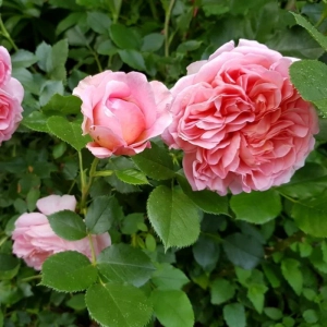 Trandafir "David Austin - Boscobel" - Ghiveci 3L - anul 3 2