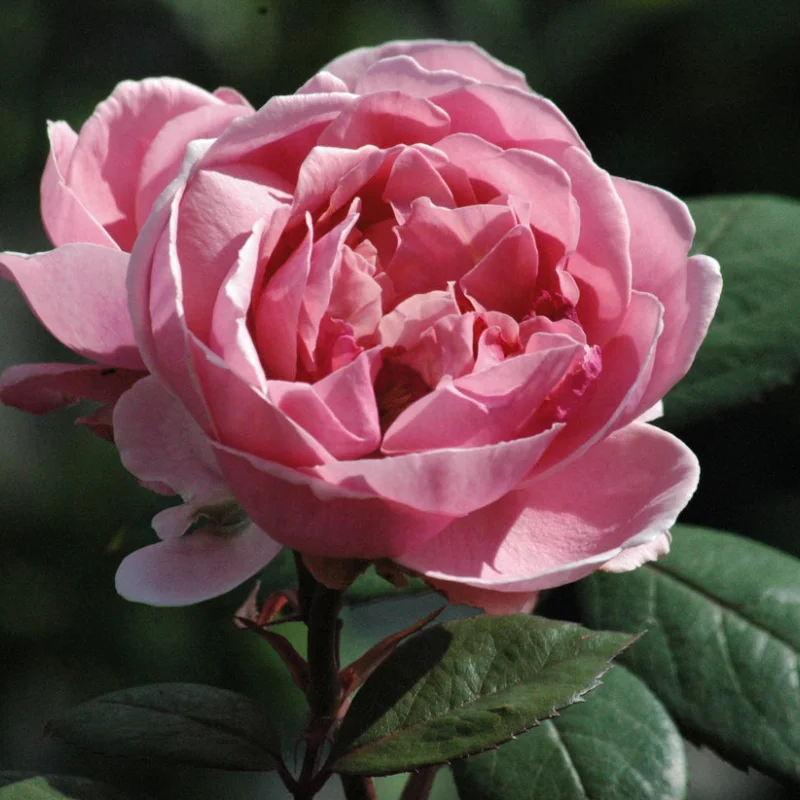 BROTHER Trandafir "David Austin - Brother Cadfael" - Ghiveci 3L - anul 3 1