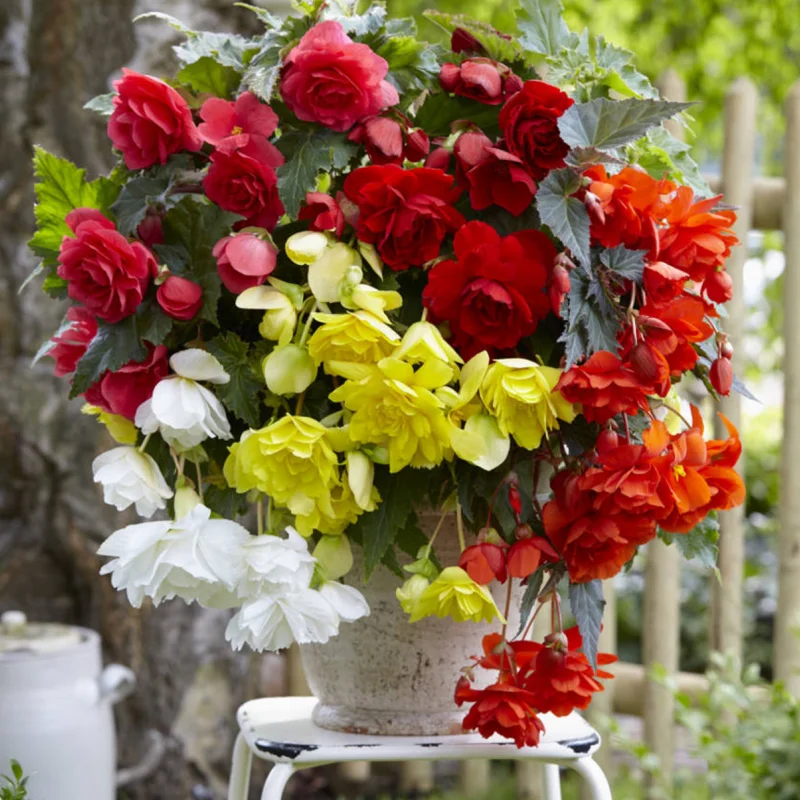 Begonie-mix-5 Bulbi de Begonie Pendula - Mix 4 1