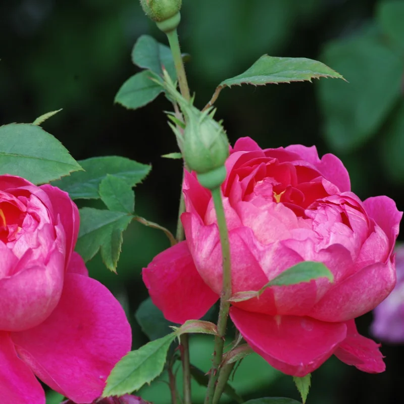 Trandafir "David Austin - Benjamin Britten" - Ghiveci 3L - anul 3 2