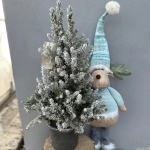 Brad Natural decorat cu Zapada Artificiala - Ghiveci 5 L - Inaltime 50 - 60 cm 1