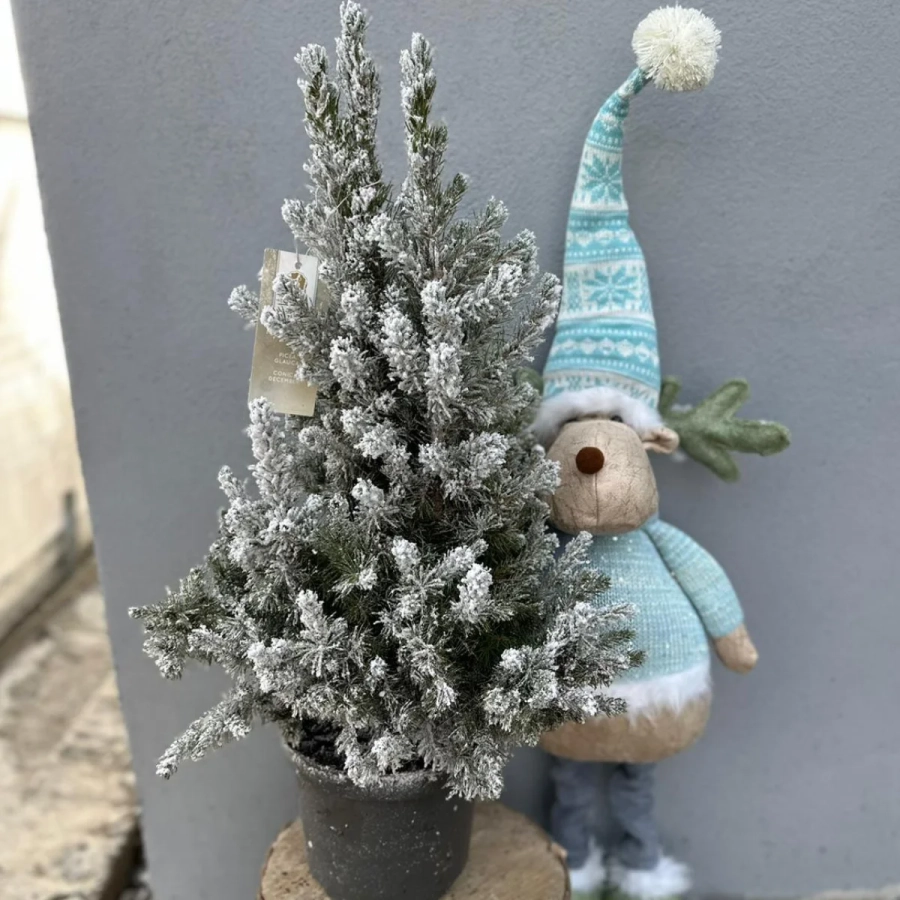 Brad-la-ghiveci Brad Natural decorat cu Zapada Artificiala - Ghiveci 5 L - Inaltime 50 - 60 cm 1