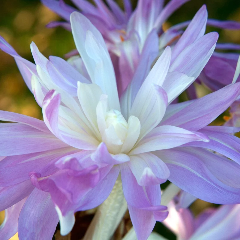 Bulbi de Branduse de Toamna - Colchicum Gigant - Melba 1