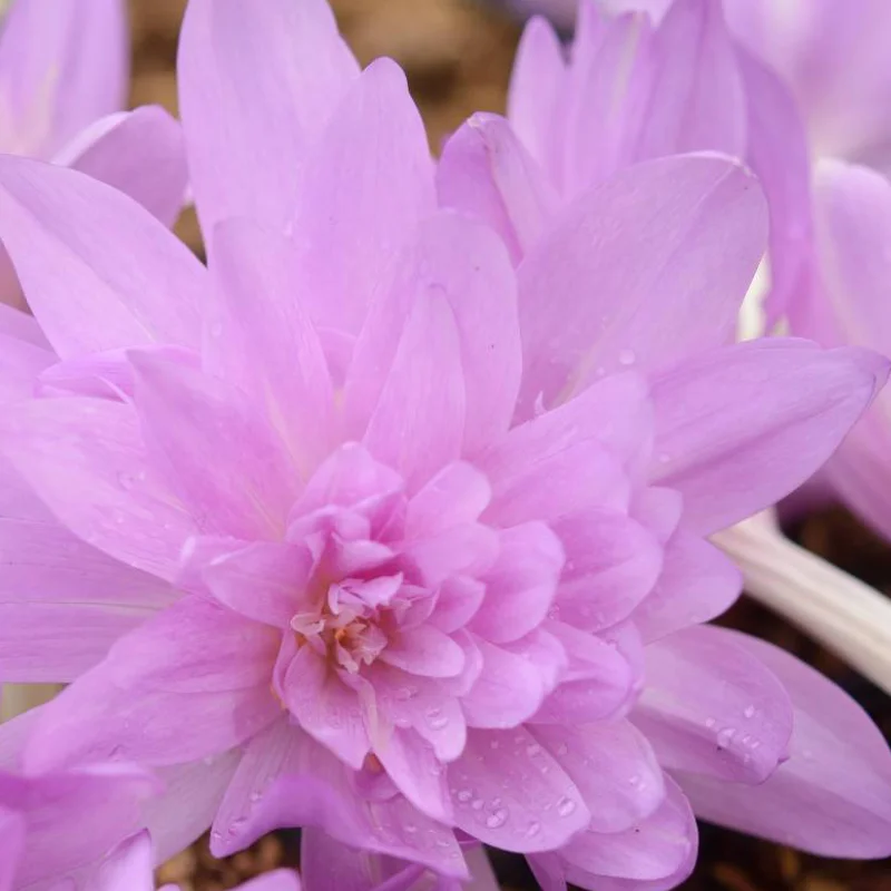 Bulbi de Branduse de Toamna - Colchicum Gigant - Roz 1